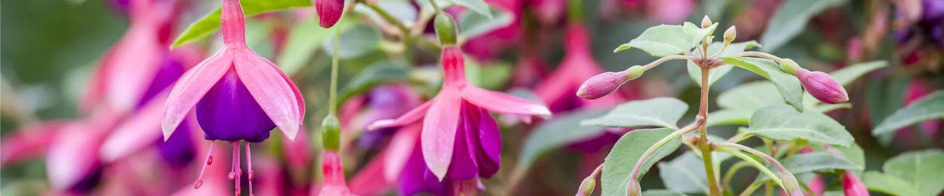 Fuchsia 'Tom Thumb'