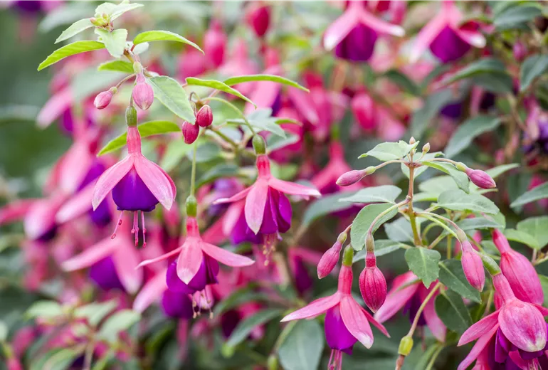 Fuchsia 'Tom Thumb'