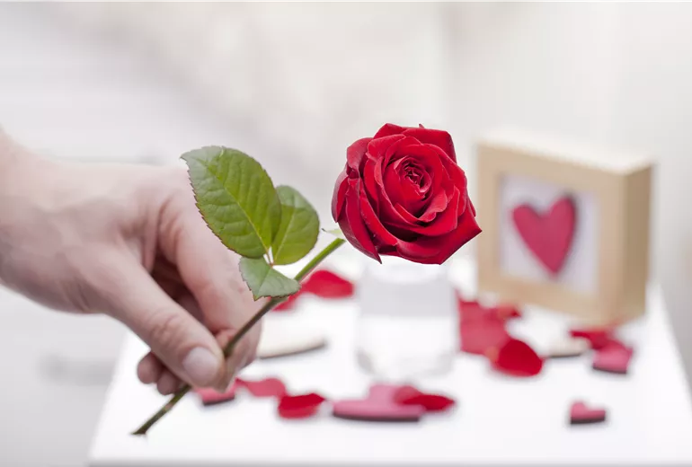 Rosa