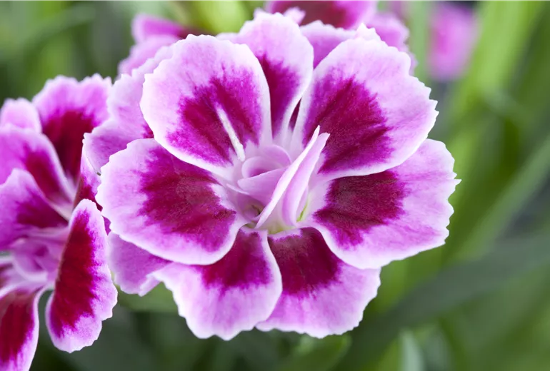 Dianthus cultivars