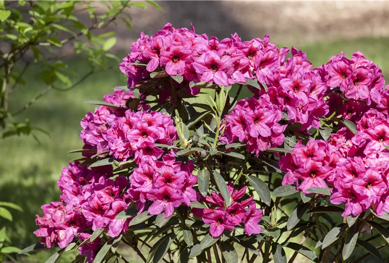 Rhododendron