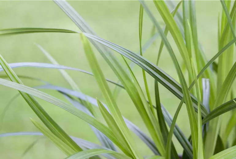 Carex morrowii ssp. foliosissima 'Irish Green'