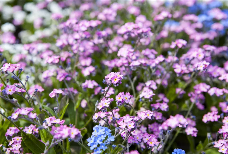 Myosotis sylvatica
