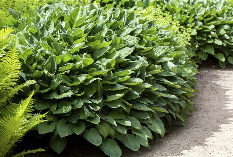 Hosta