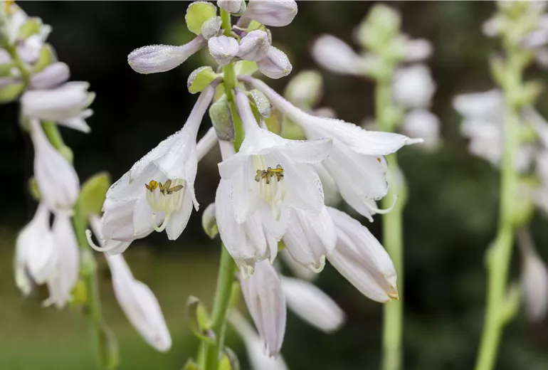 Hosta 'Midwest Magic'