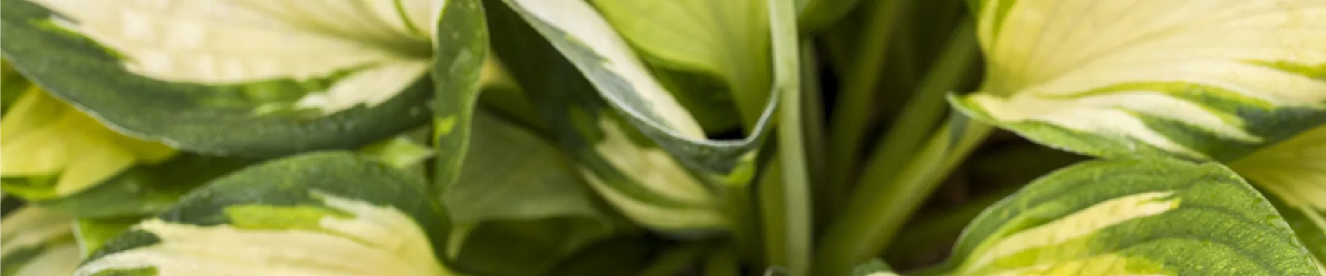 Hosta 'Color Festival'