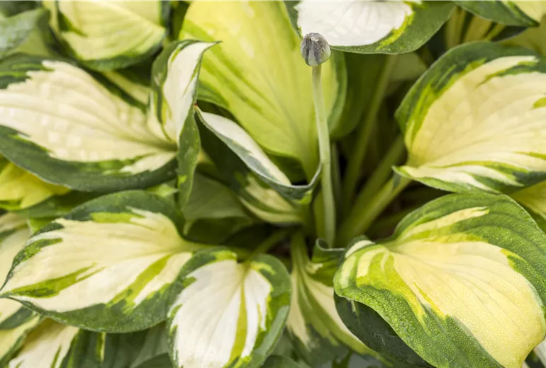 Hosta 'Color Festival'
