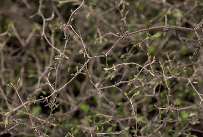 Corokia cotoneaster
