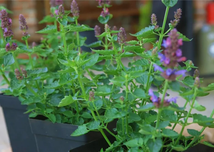 Duftnessel - Einpflanzen im Garten
