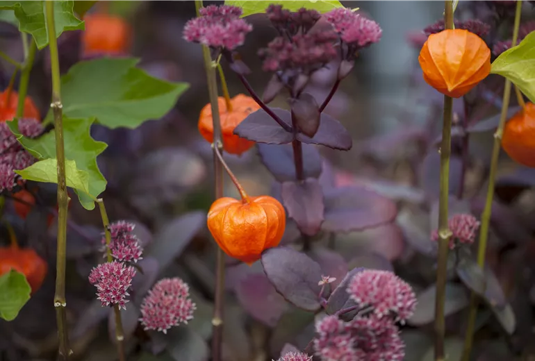Physalis alkekengi var. franchetii