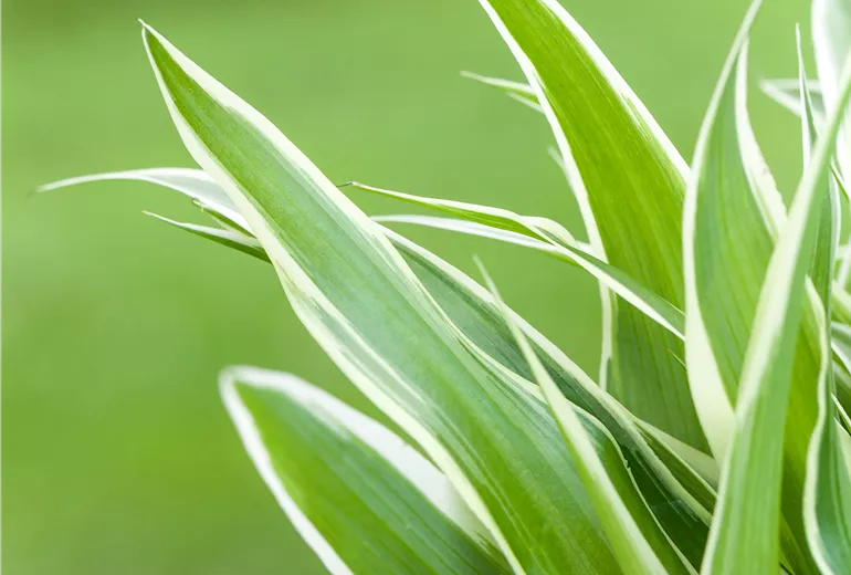 Chlorophytum comosum