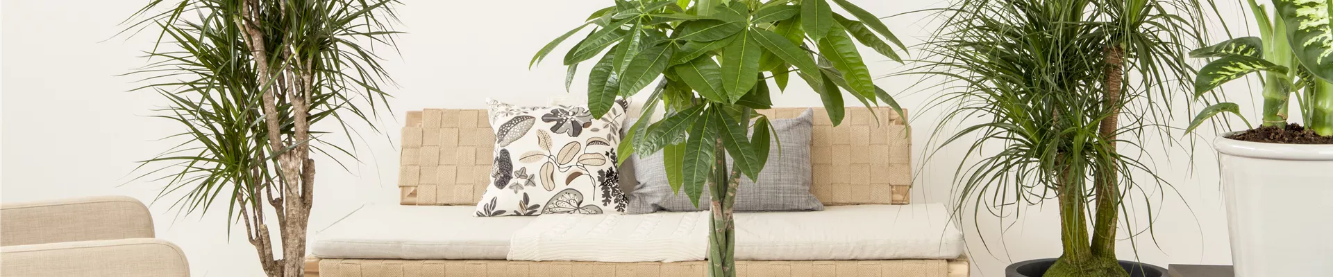 Pachira aquatica, Dracaena marginata, Beaucarnea recurvata
