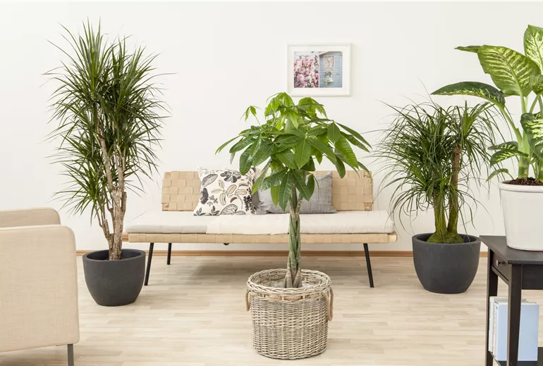 Pachira aquatica, Dracaena marginata, Beaucarnea recurvata