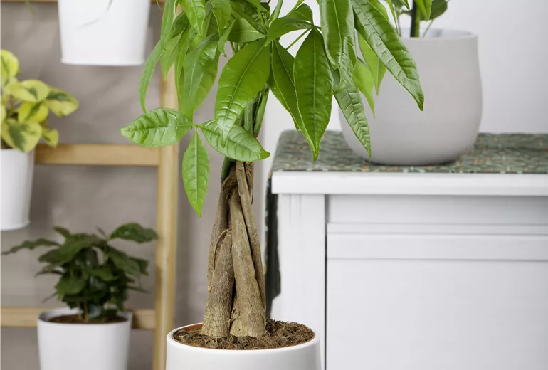 Pachira aquatica
