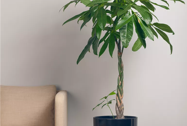 Pachira aquatica