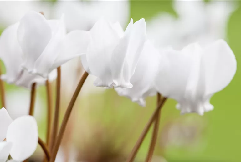 Cyclamen hederifolium 'Ive Ice White'