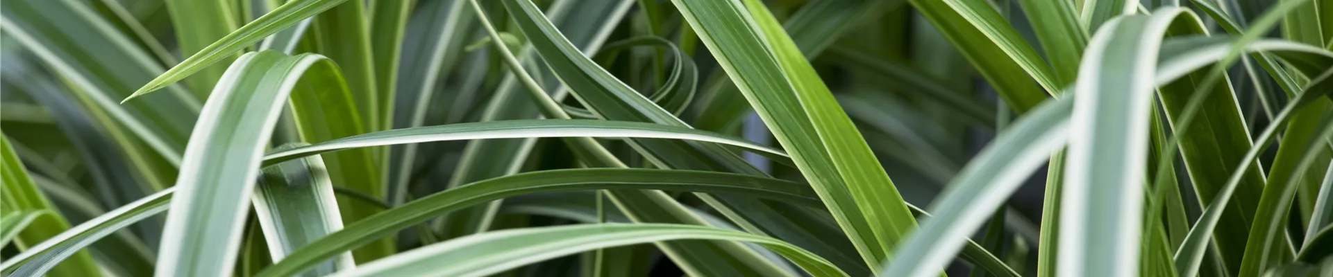 Carex morrowii ssp. foliosissima 'Ice Dance'