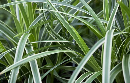Carex – Weltenbummler und Anpassungskünstler