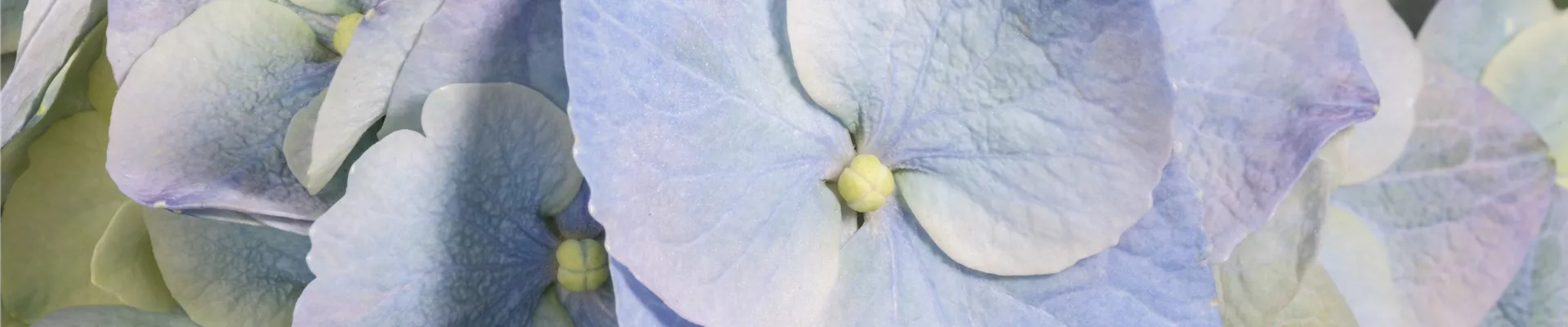Hydrangea macrophylla