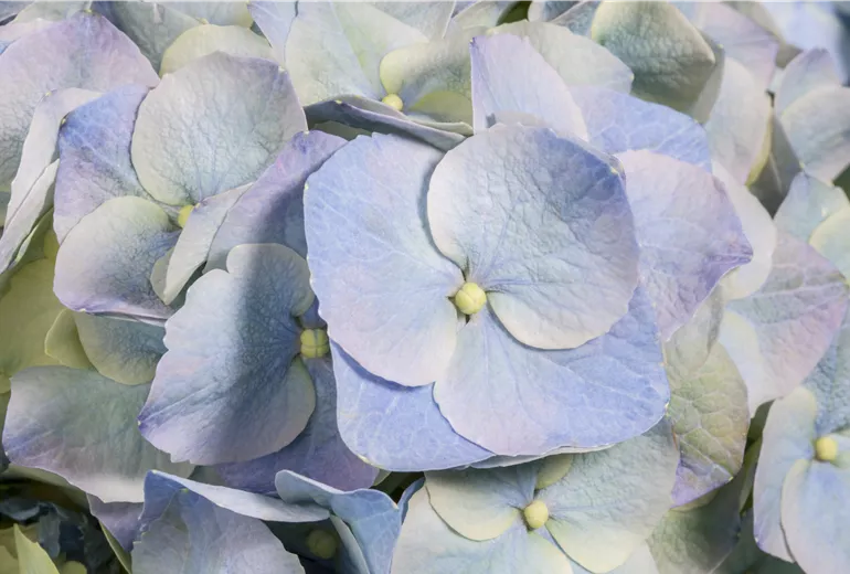 Hydrangea macrophylla