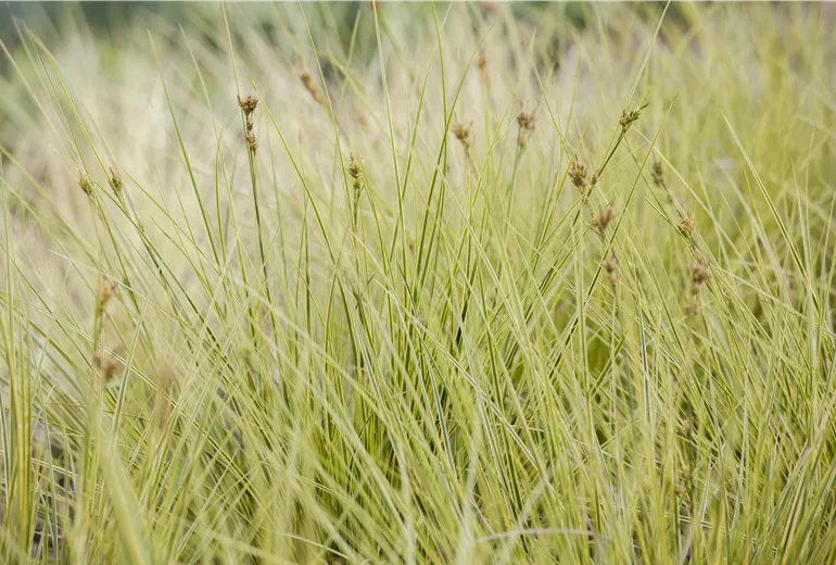 Carex brunnea 'Jenneke'