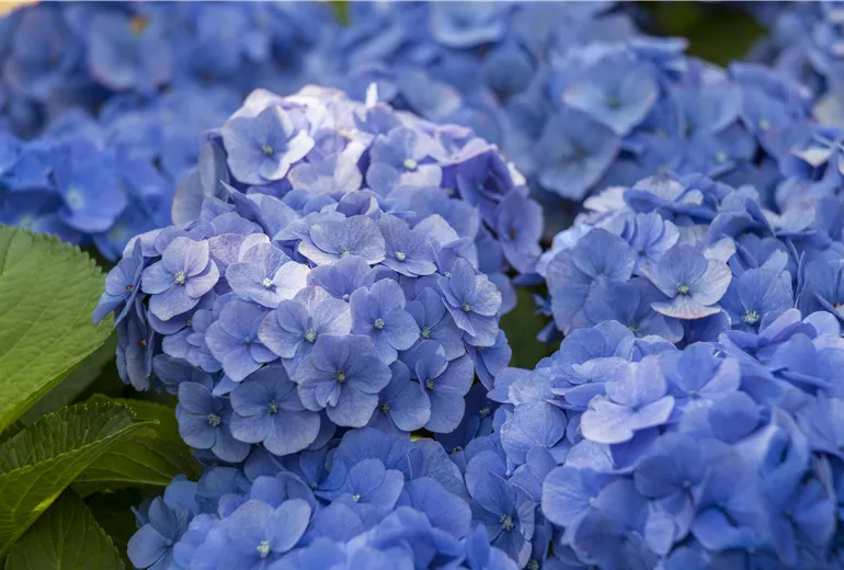 Hydrangea macrophylla, blau