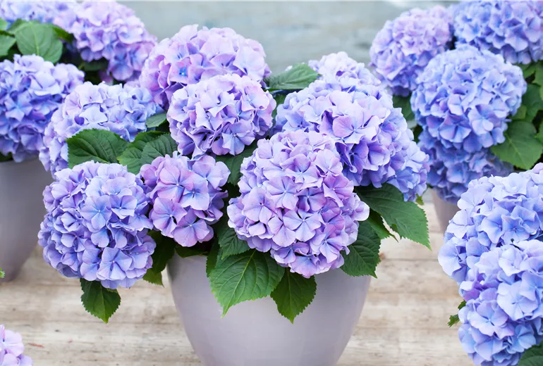 Hydrangea macrophylla 'Blauer Zwerg'