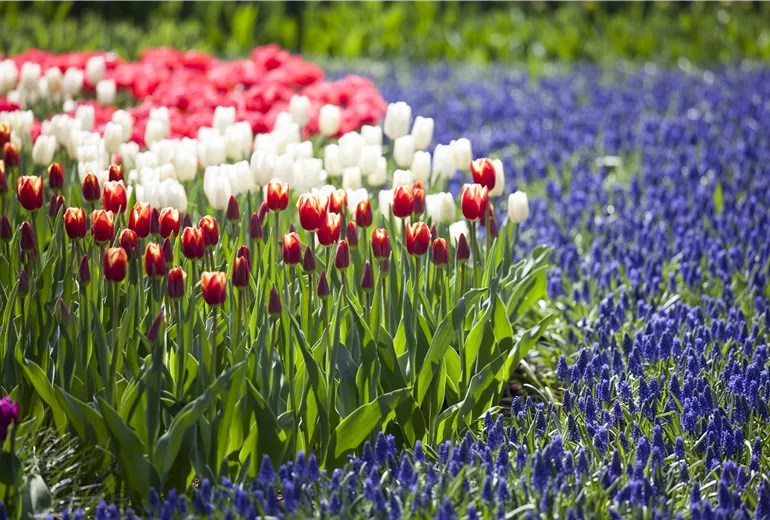 Tulipa, Muscari