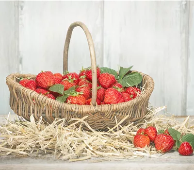 Fragaria i.S. CAC