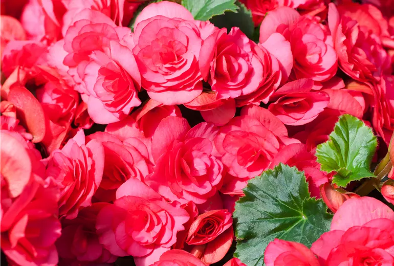 Begonia 'Bela Lilacpink'