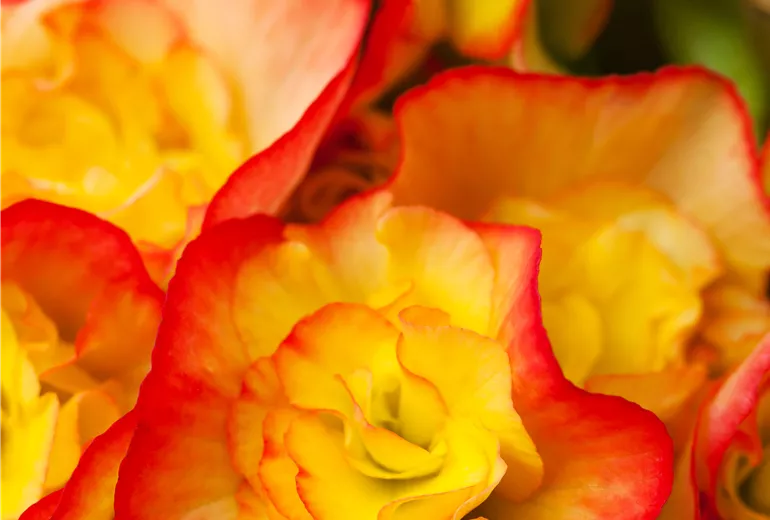 Begonia 'Diverse Deco'