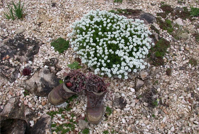 Iberis sempervirens