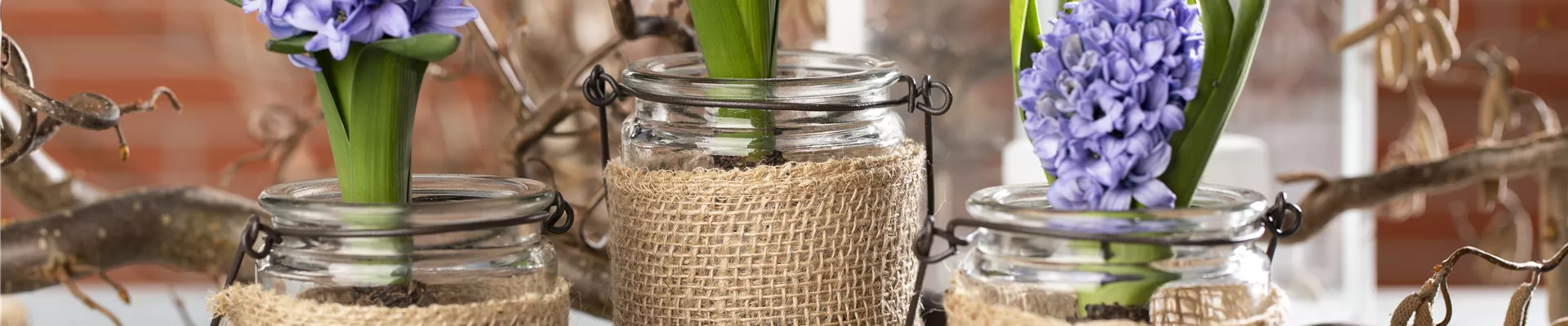 Hyacinthus