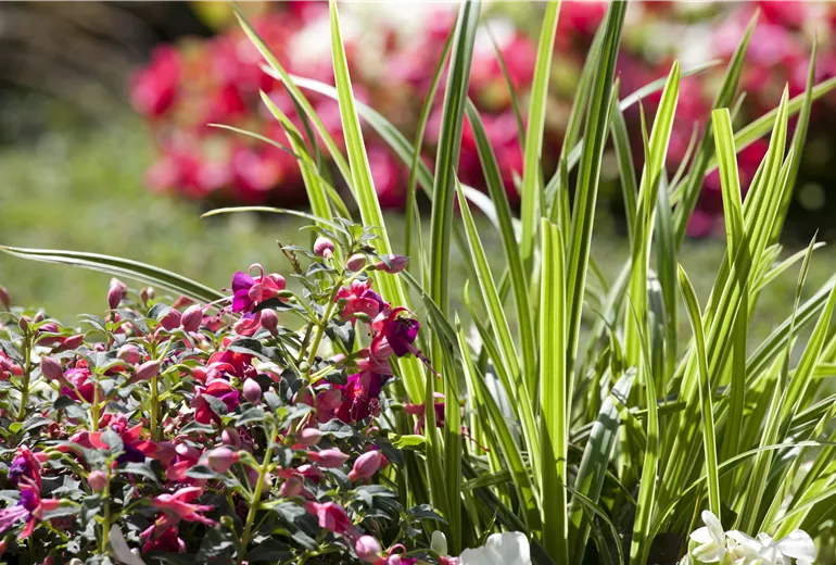 Grabbepflanzung mit Fuchsia und Gräsern