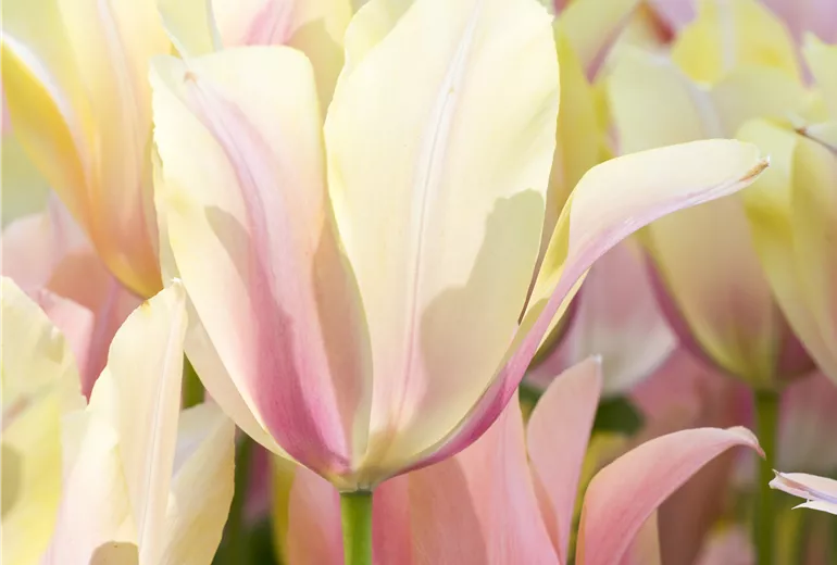 Tulipa