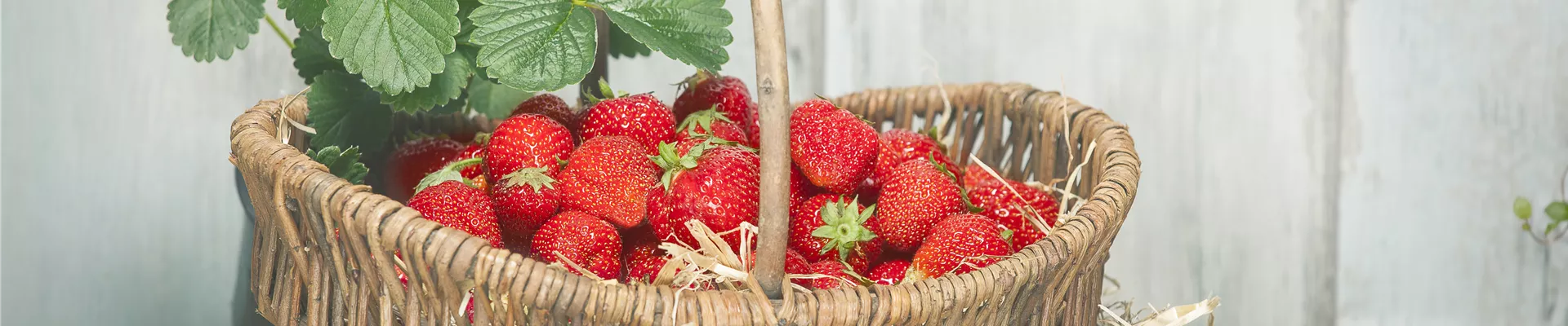 Erdbeeren im Erntekorb