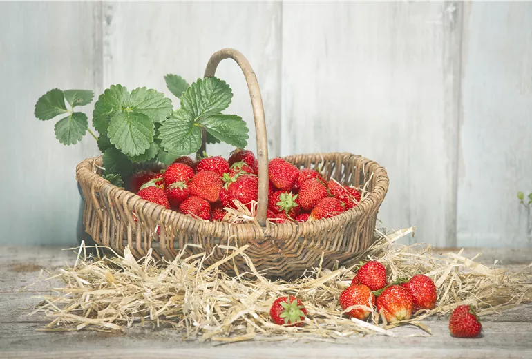 Erdbeeren im Erntekorb