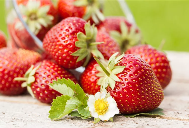 Fragaria x ananassa