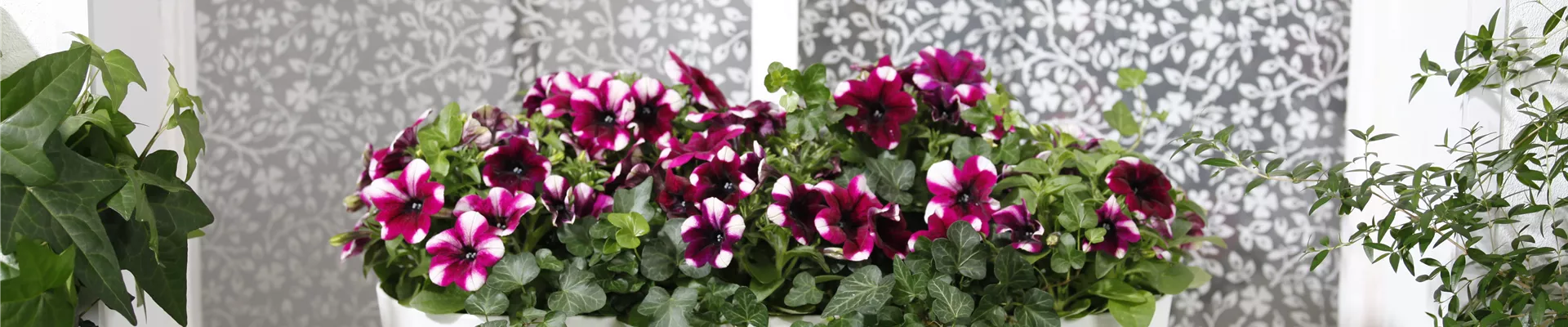 Balkonmix (Petunia, Hedera helix)