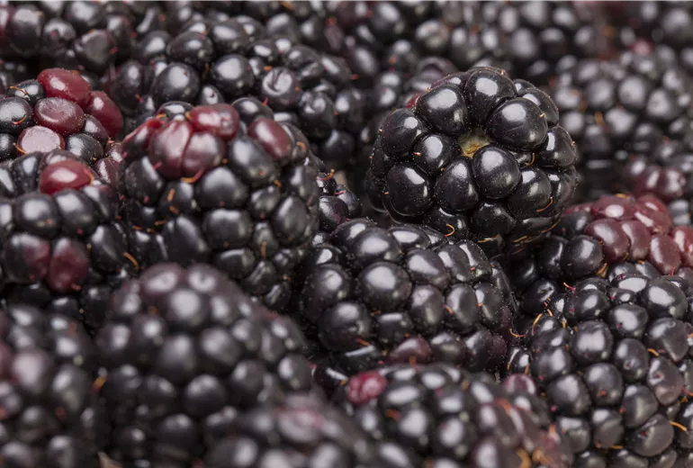 Rubus fruticosus