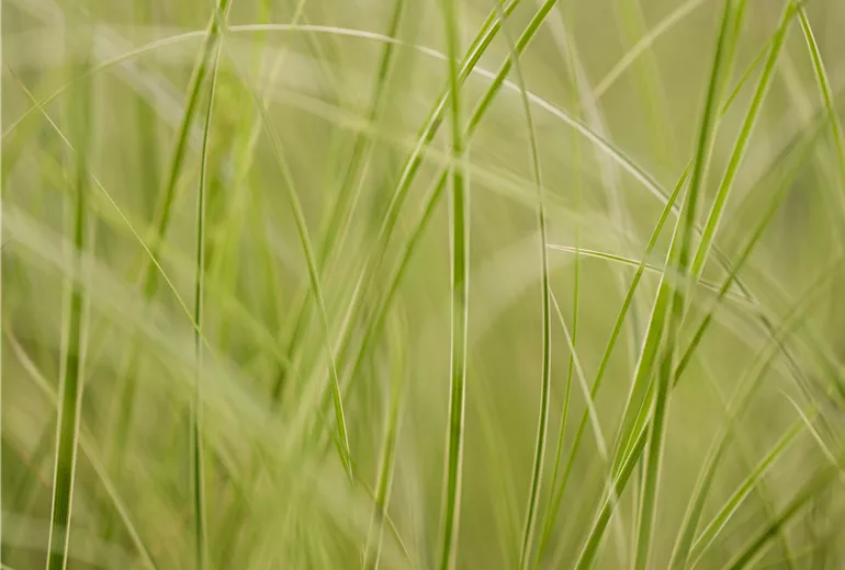 Carex brunnea 'Variegata'