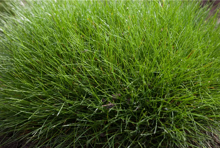 Festuca gautieri Bärenfellschwingel Pic Carlit