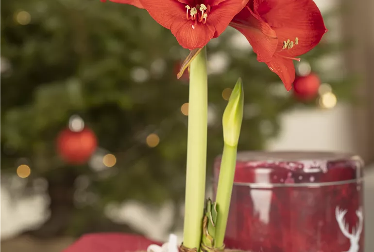 Hippeastrum