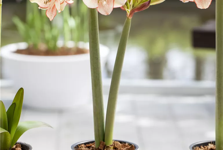 Hippeastrum 'Sonatini'