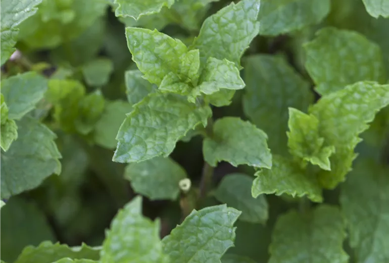 Mentha suaveolens 'Apple Mint', Bio 