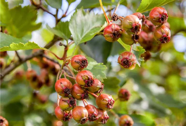 Crataegus coccinea