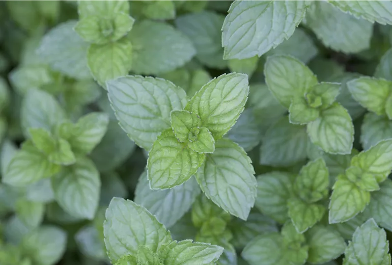 Mentha x piperita