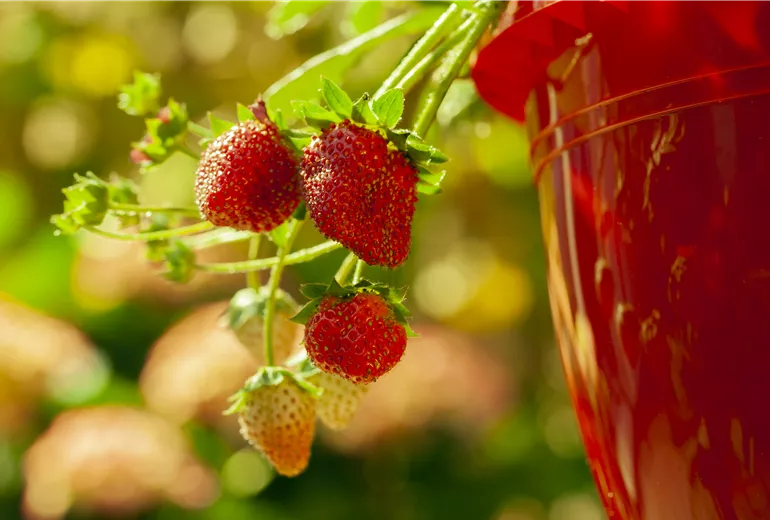Fragaria vesca