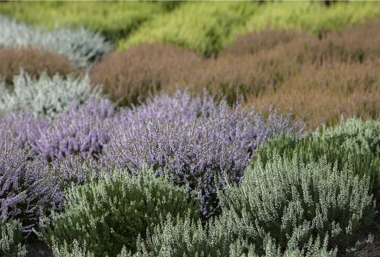 Heidegarten