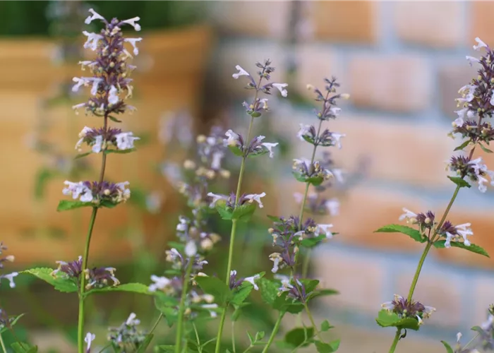Katzenminze - Einpflanzen im Garten